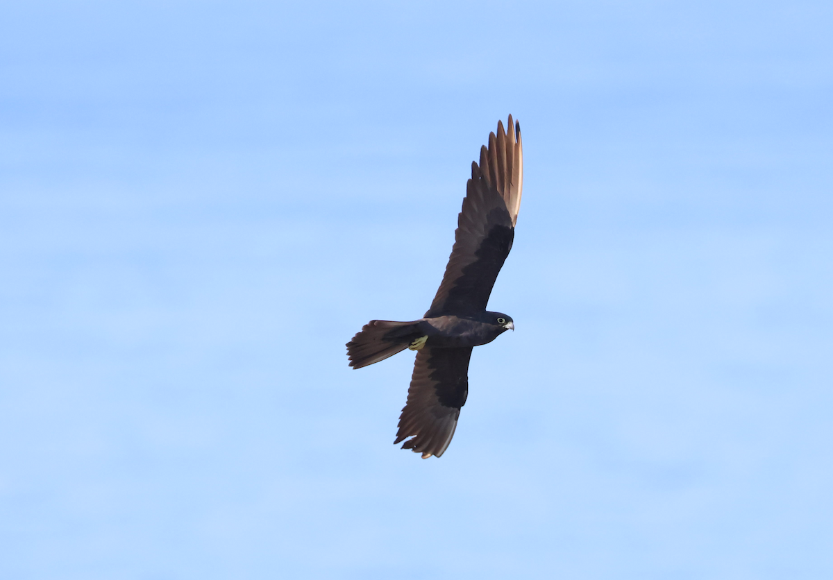 Eleonora's Falcon - ML646854791