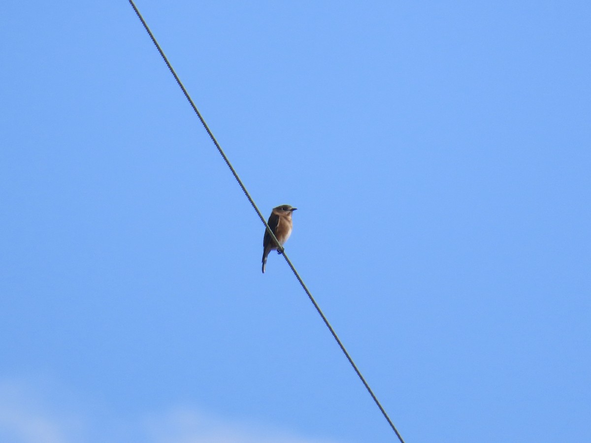 Eastern Bluebird - ML646854792