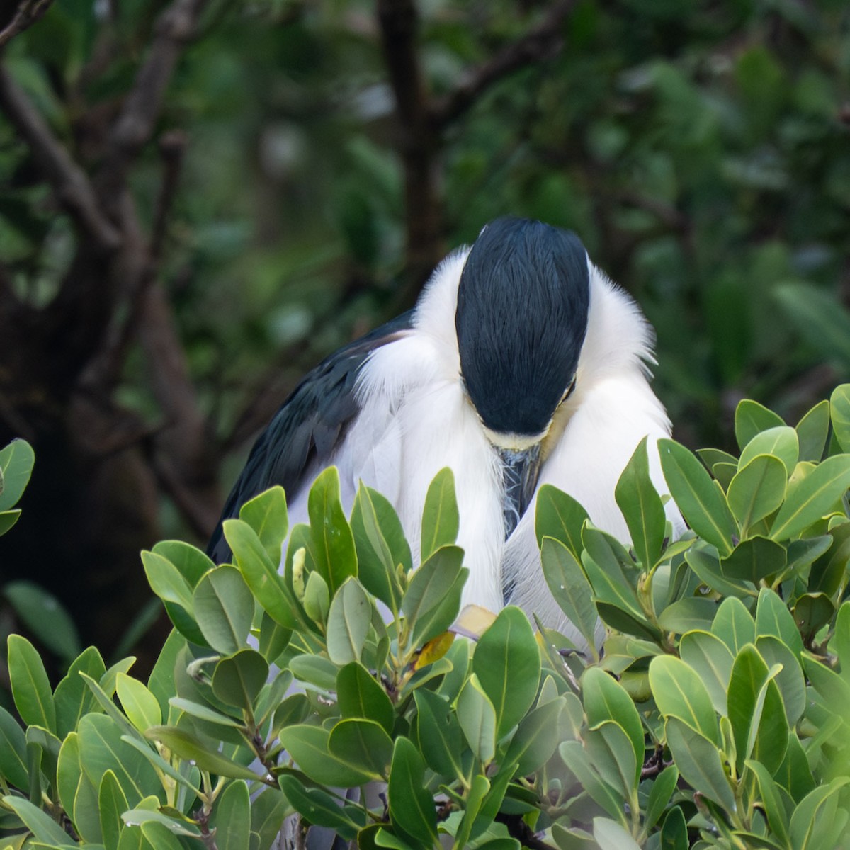 Black-crowned Night Heron - ML646854793