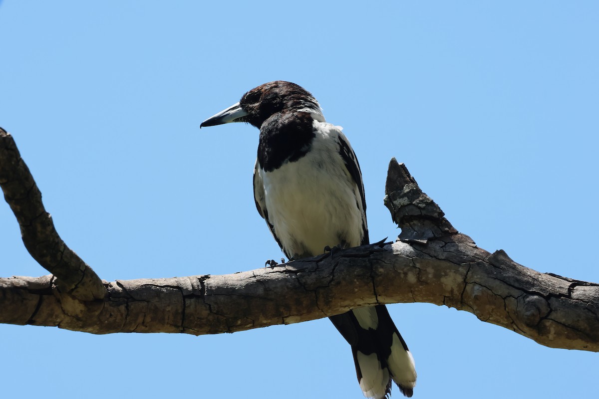 Pied Butcherbird - ML646854794