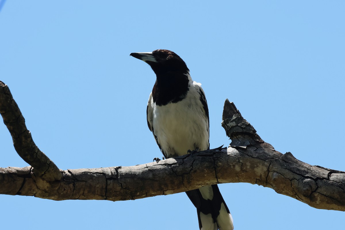 Pied Butcherbird - ML646854795
