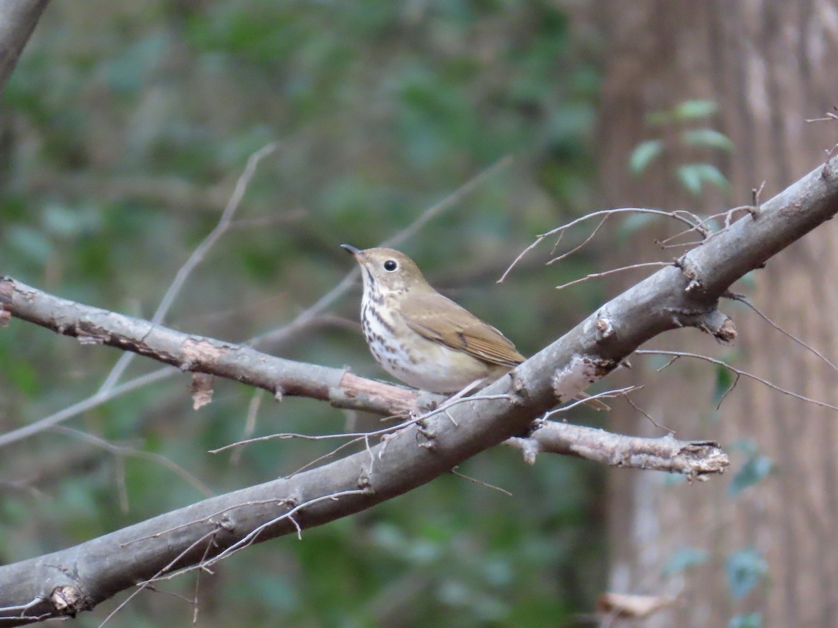 Hermit Thrush - ML646854796