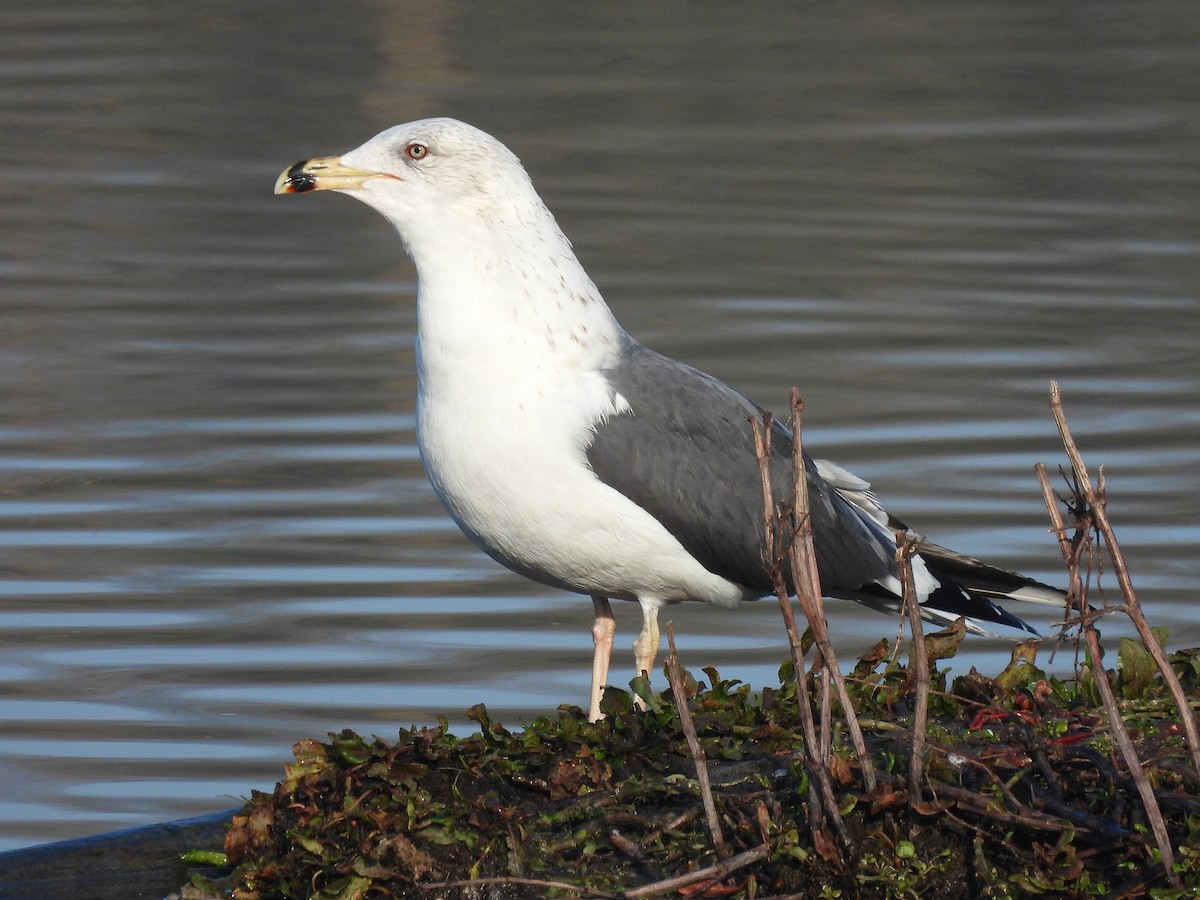Yellow-legged Gull - ML646854797
