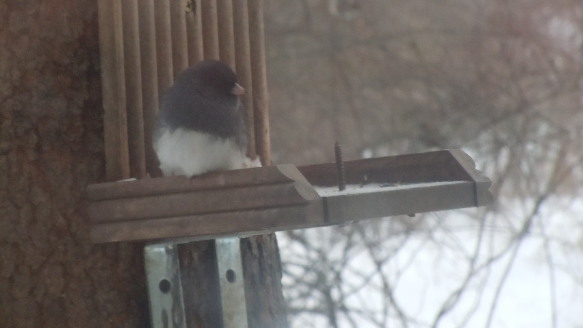 Dark-eyed Junco - ML646854798