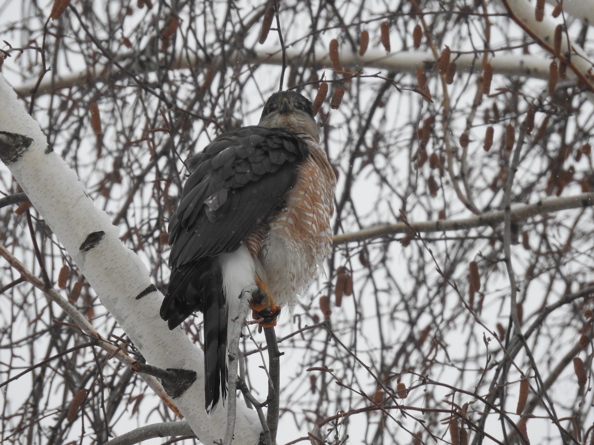 Cooper's Hawk - ML646854800