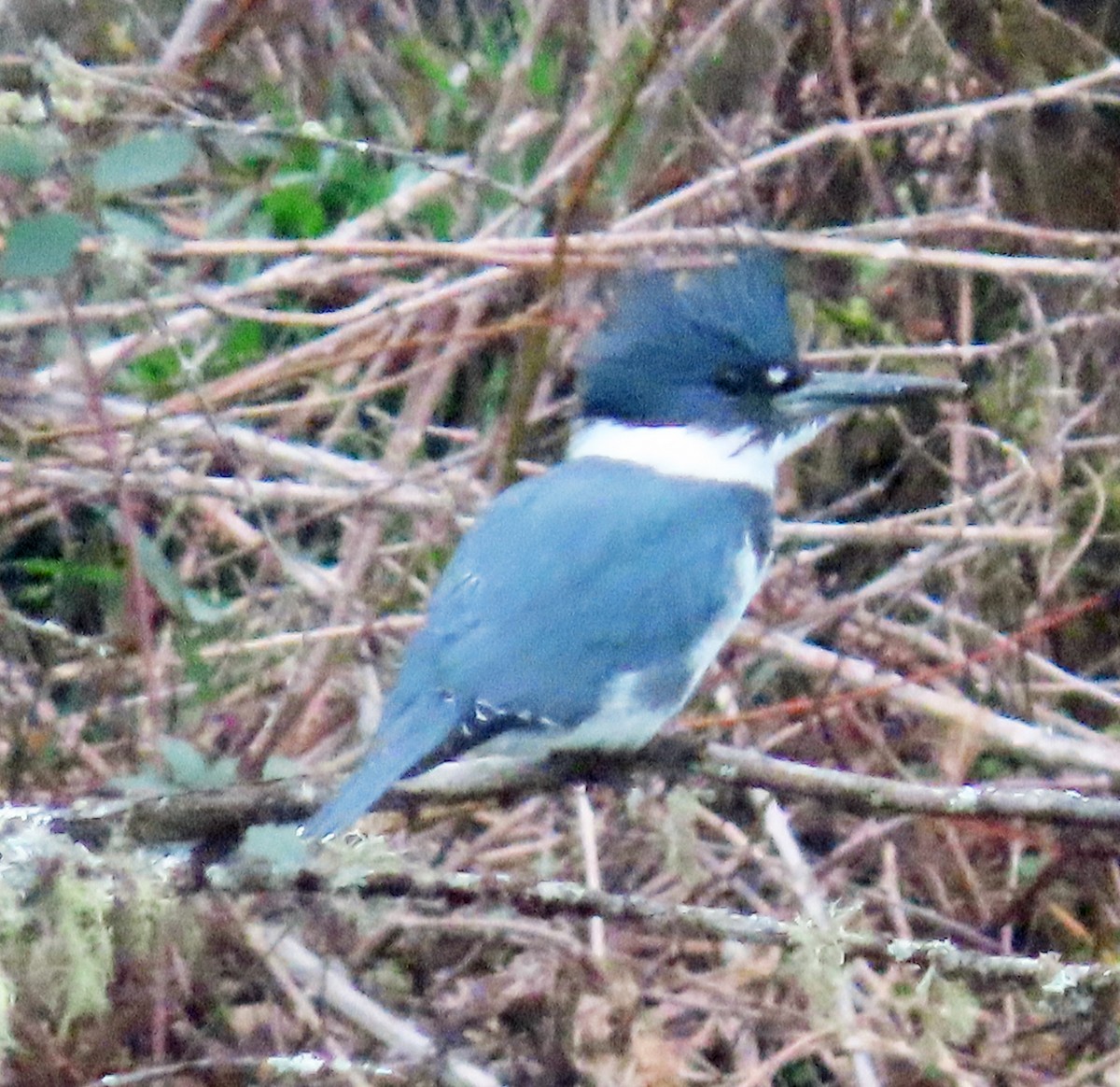 Belted Kingfisher - ML646854801