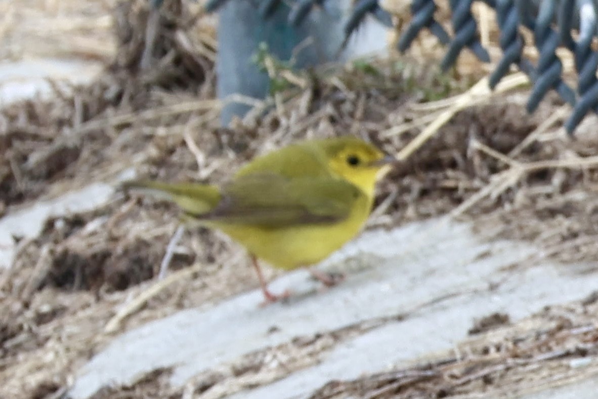 סבכון שחור-ראש - ML646854805