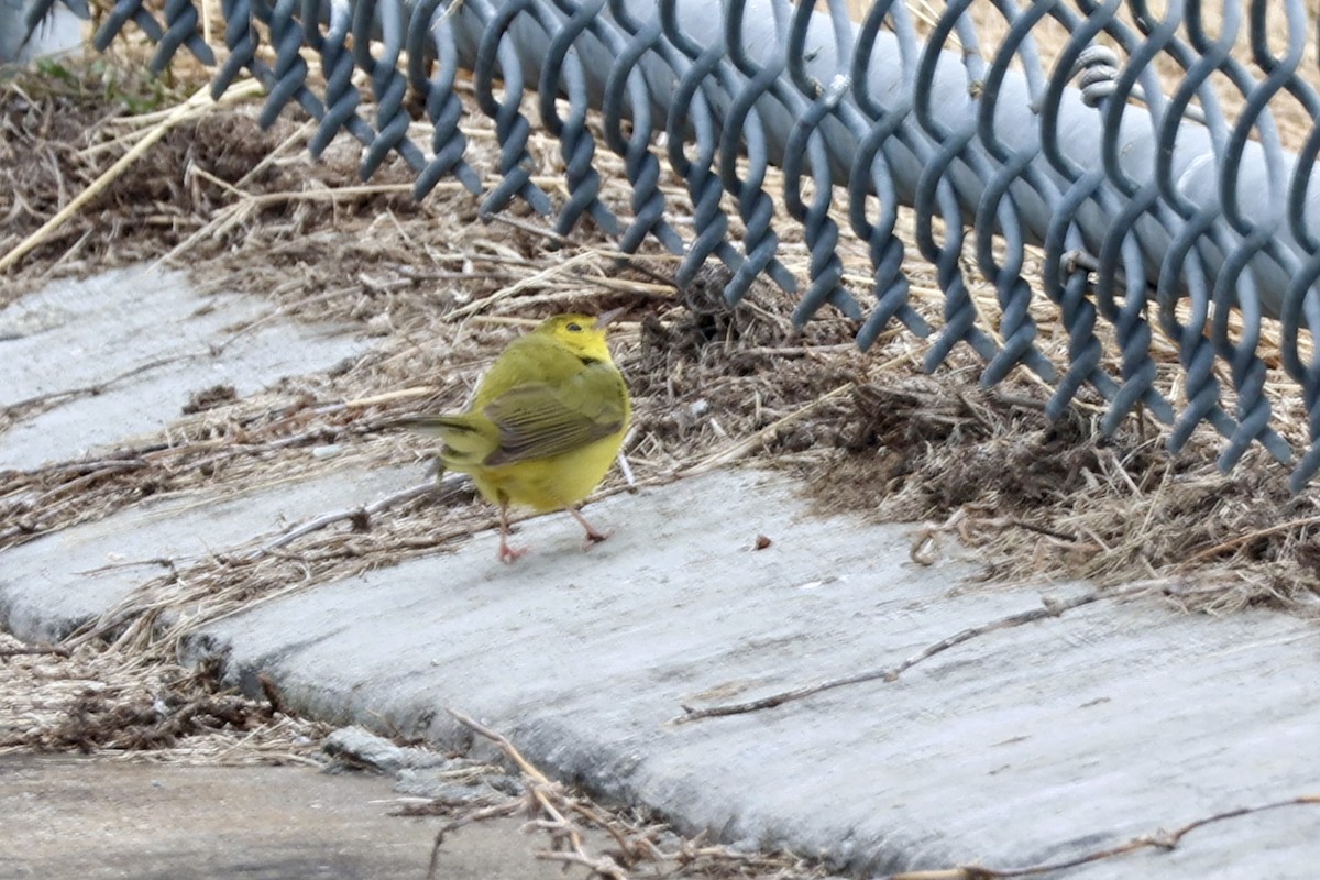 סבכון שחור-ראש - ML646854806