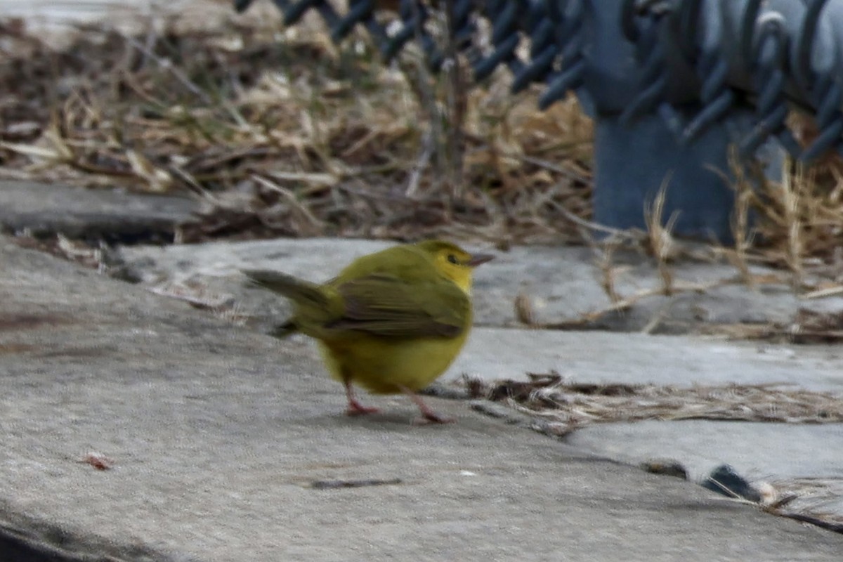 סבכון שחור-ראש - ML646854807