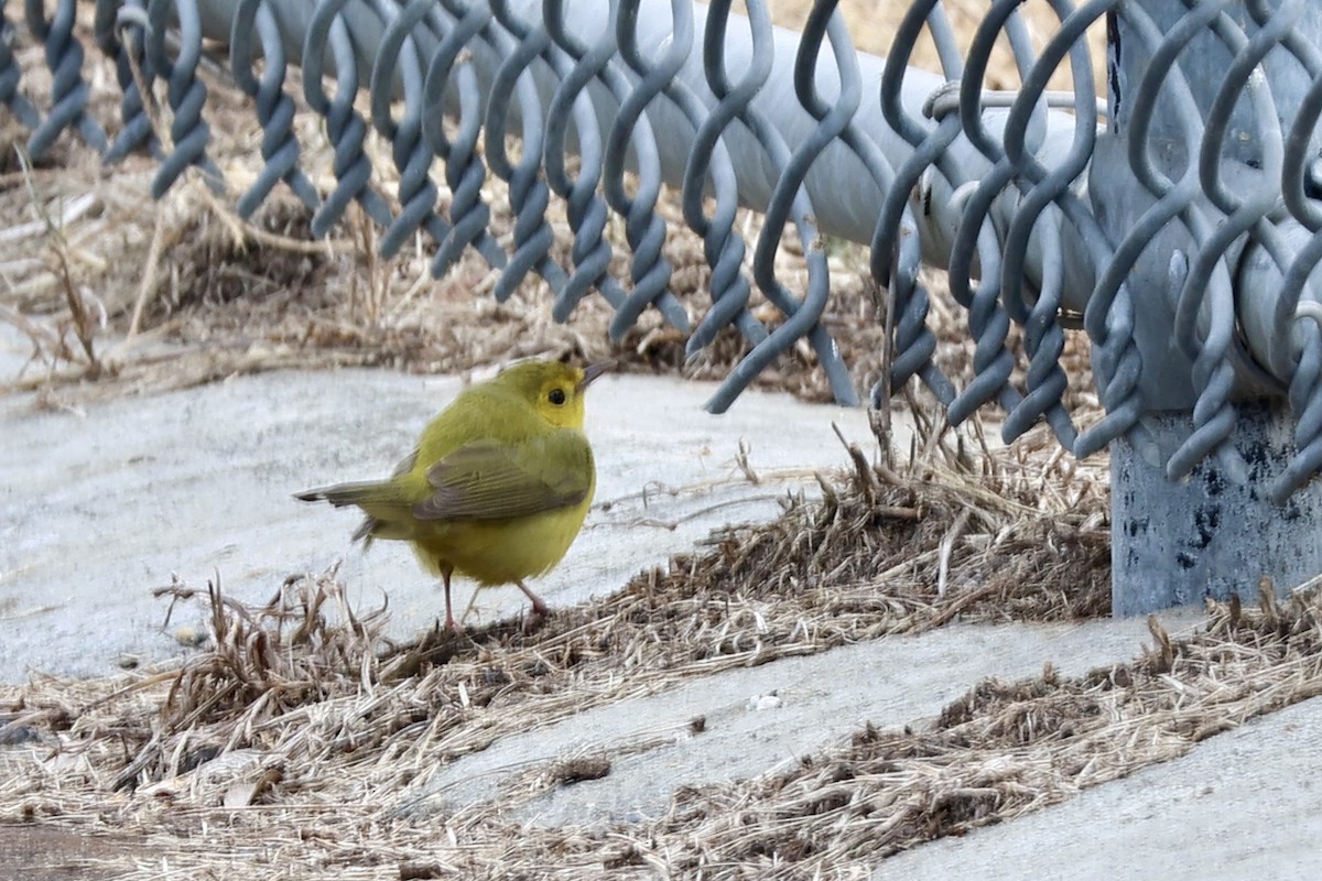 סבכון שחור-ראש - ML646854808
