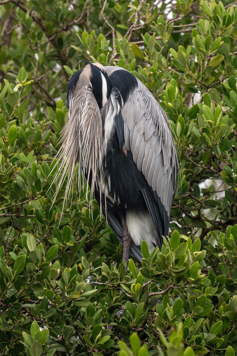 Great Blue Heron - ML646854809