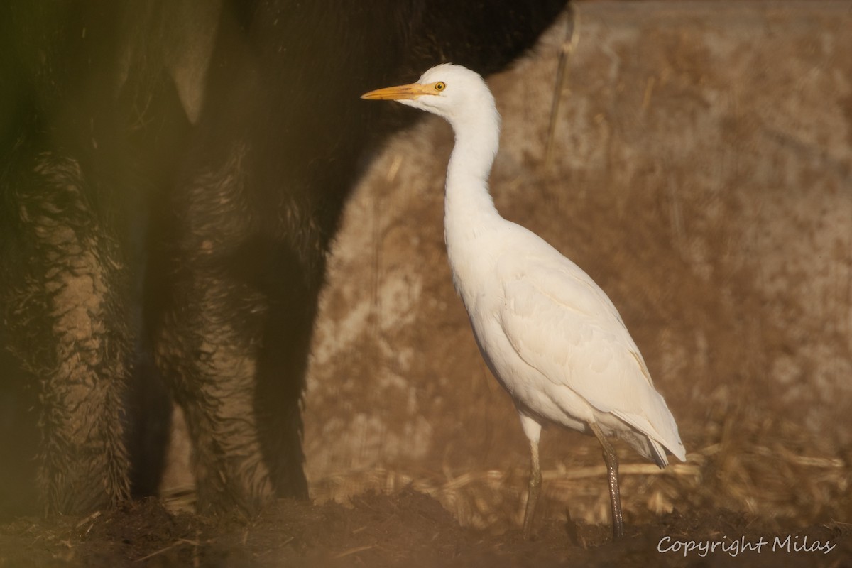 Western Cattle-Egret - ML646854813