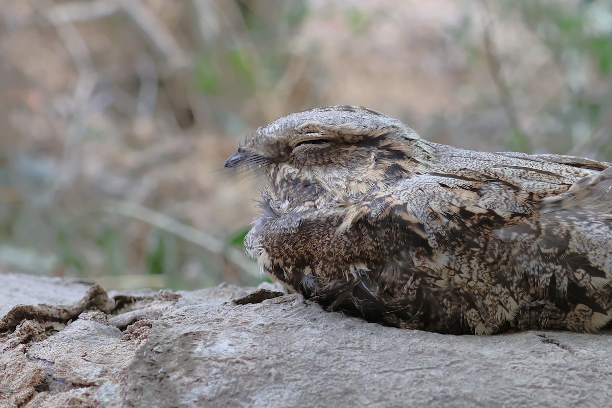 Engoulevent d'Europe - ML646854815