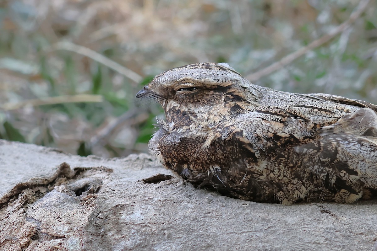 Engoulevent d'Europe - ML646854816