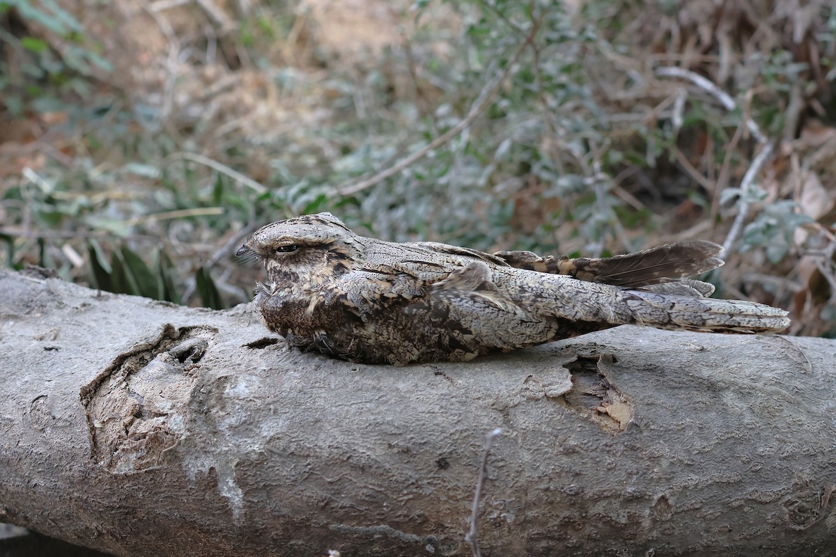 Engoulevent d'Europe - ML646854817