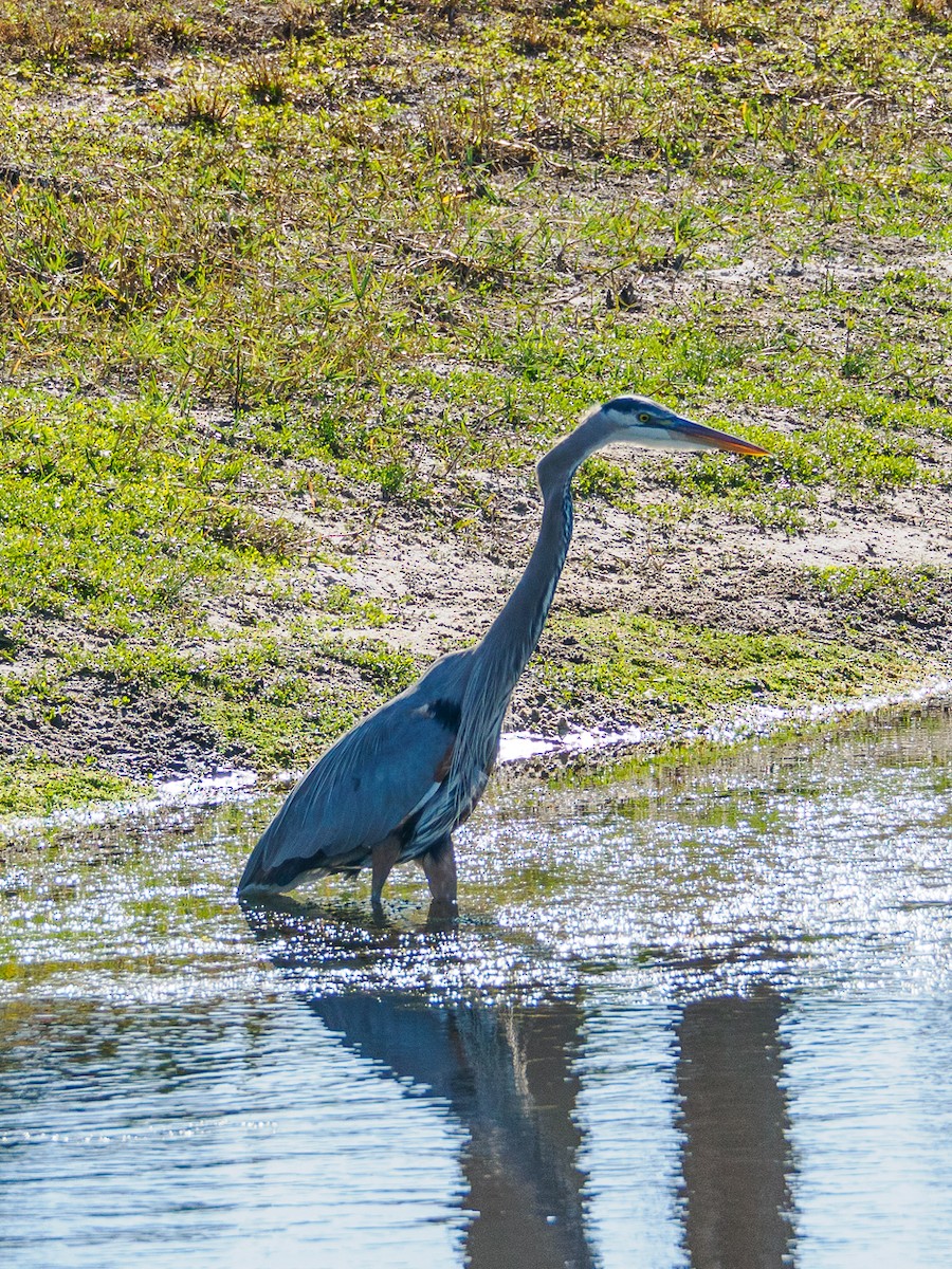 Great Blue Heron - ML646854818