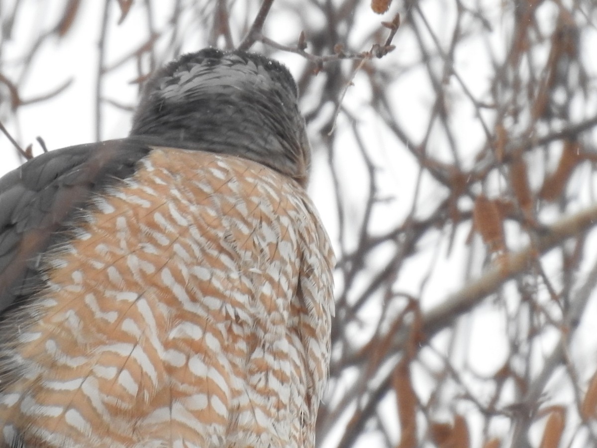 Cooper's Hawk - ML646854819