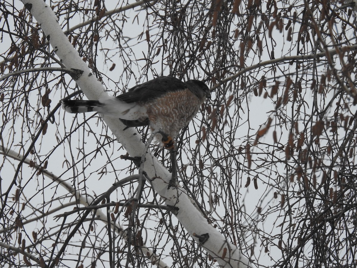 Cooper's Hawk - ML646854820