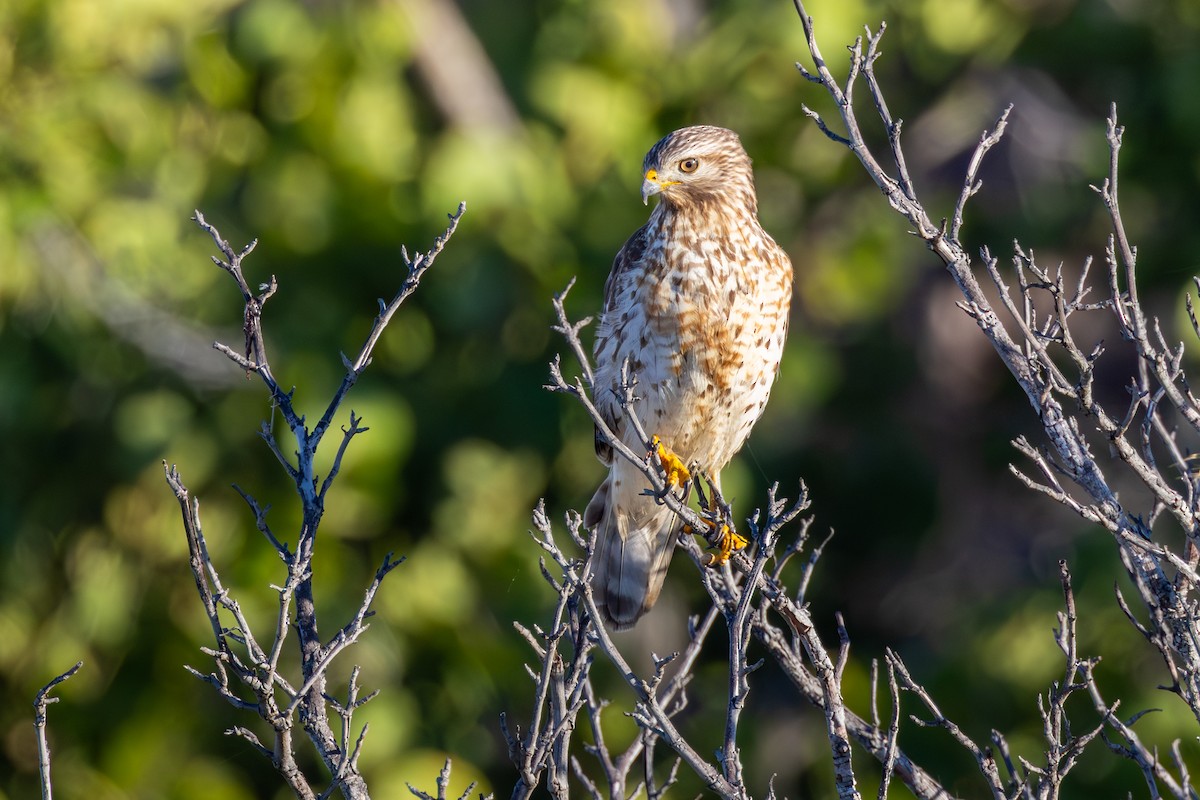 Red-shouldered Hawk - ML646854823