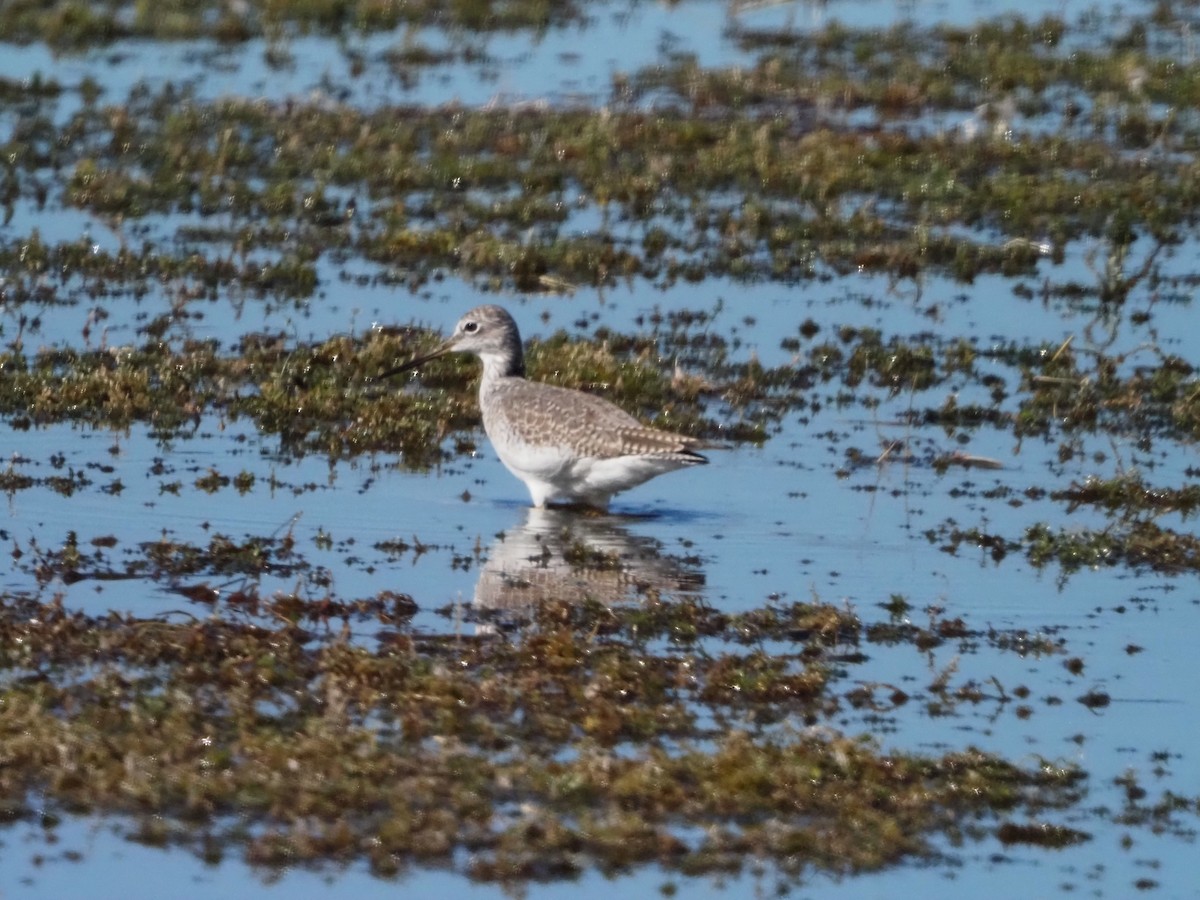 Greater Yellowlegs - ML646854830