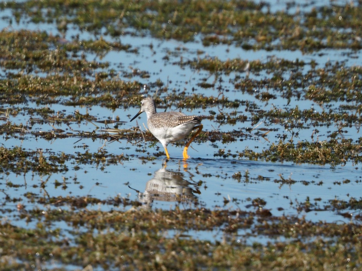 Greater Yellowlegs - ML646854831