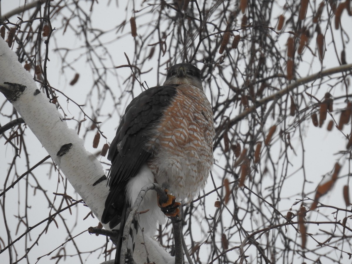 Cooper's Hawk - ML646854832