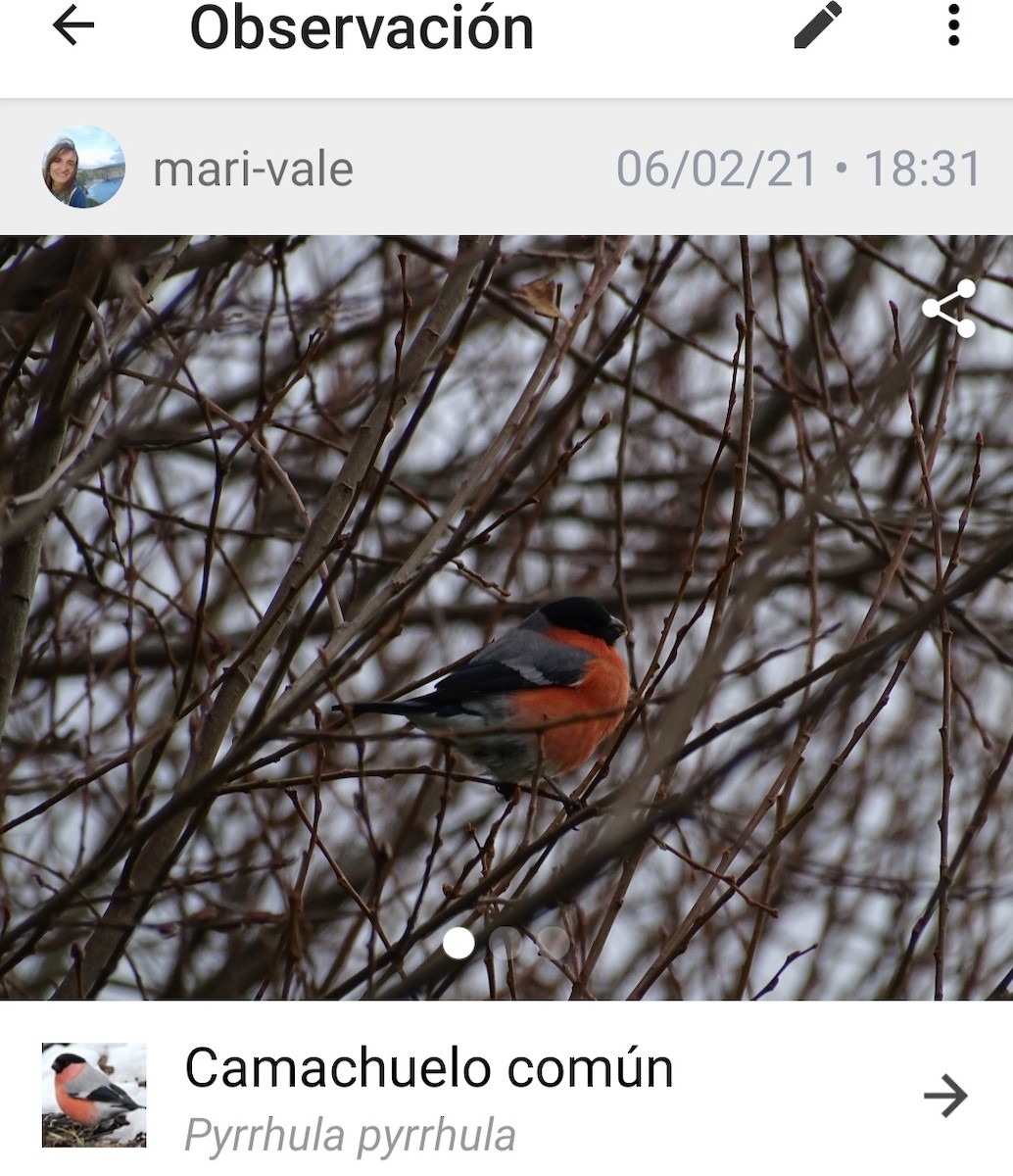 Gimpel - ML646854834