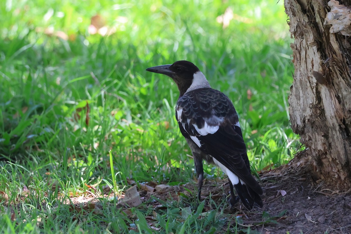 Australian Magpie (Black-backed) - ML646854836