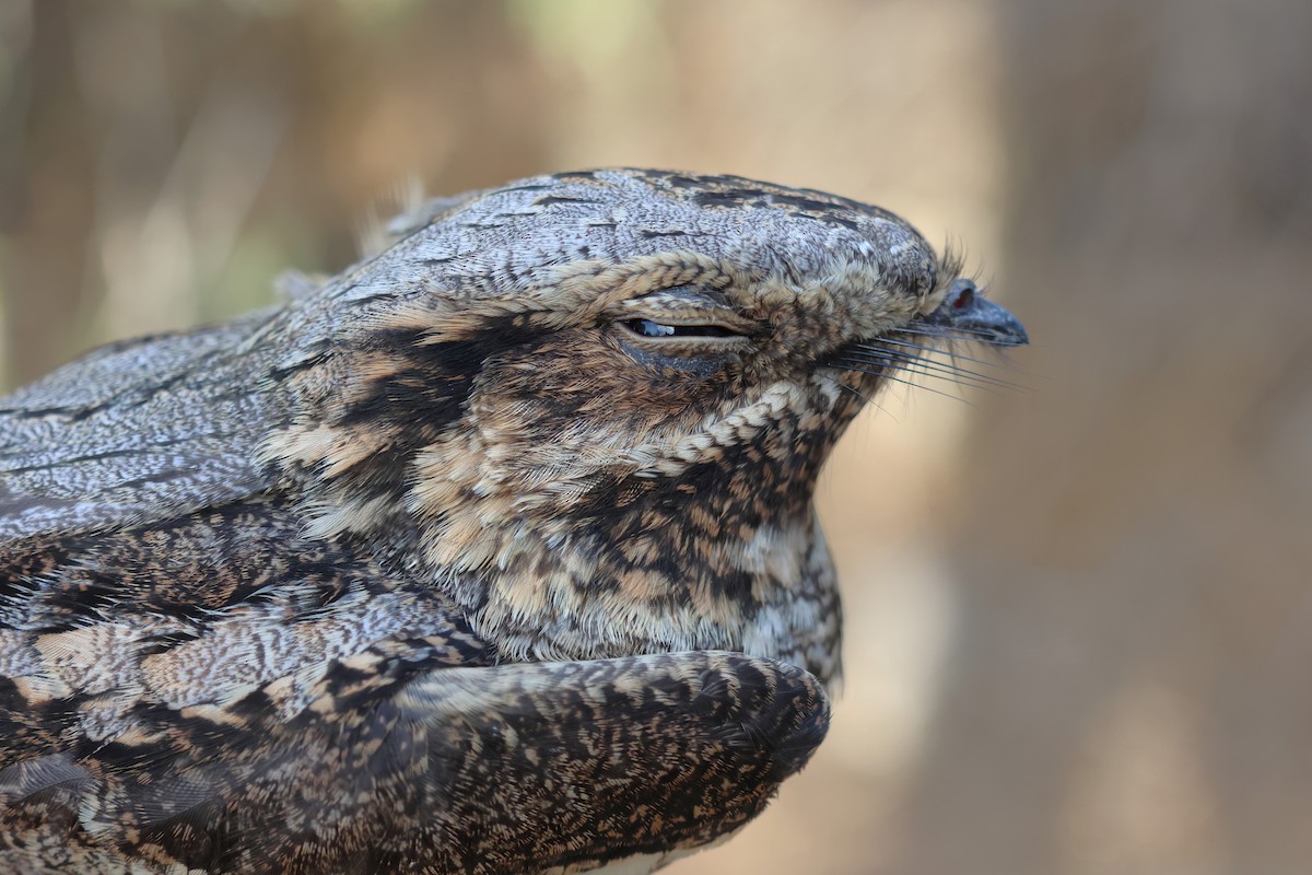 Engoulevent d'Europe - ML646854845