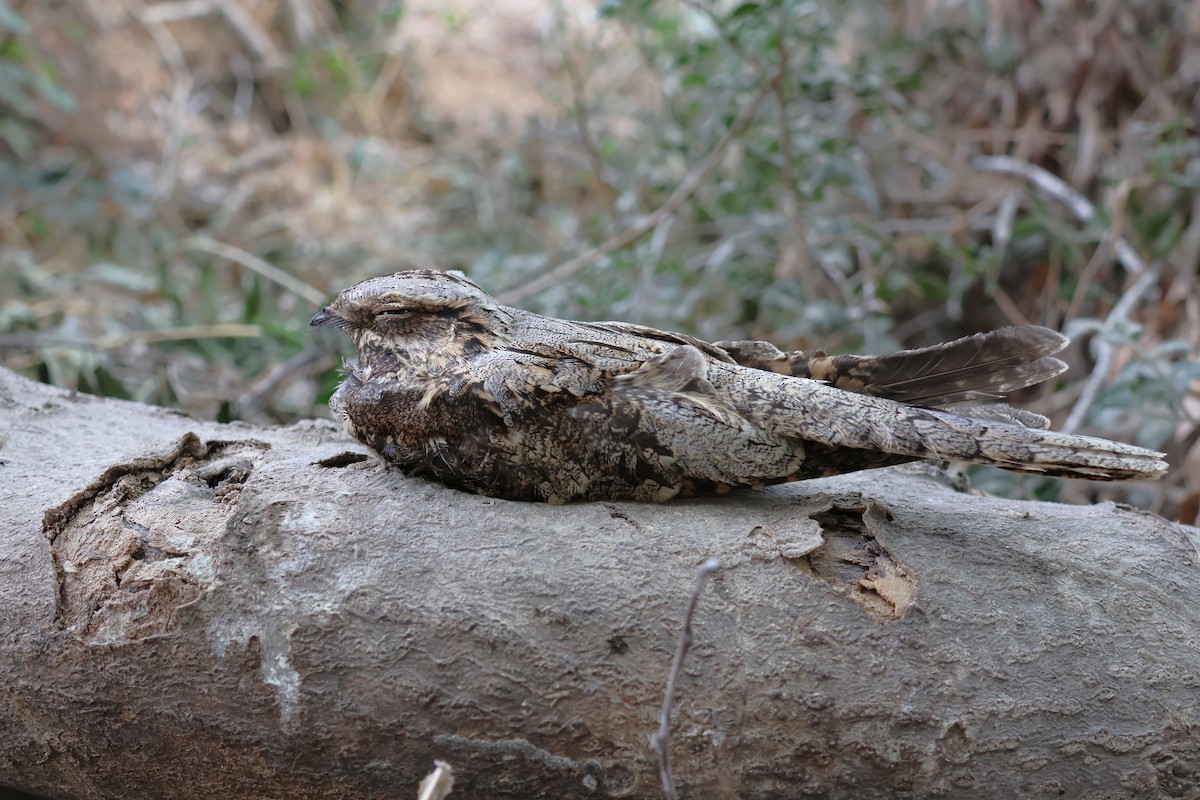 Engoulevent d'Europe - ML646854846