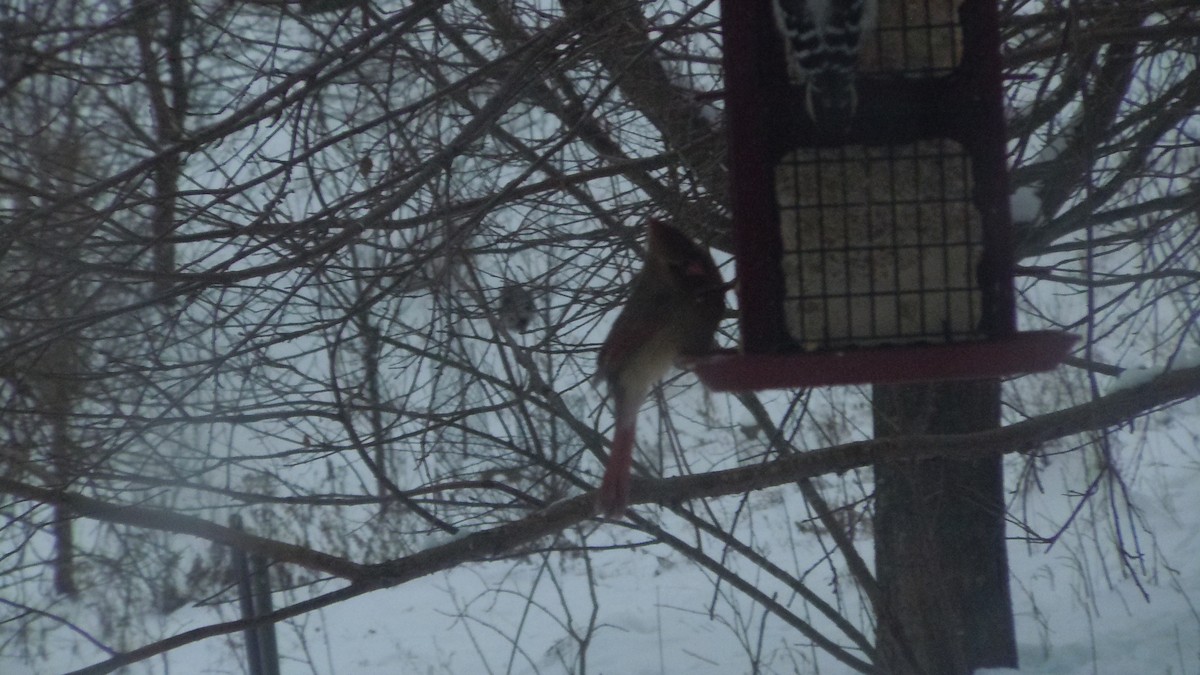 Northern Cardinal - ML646854853