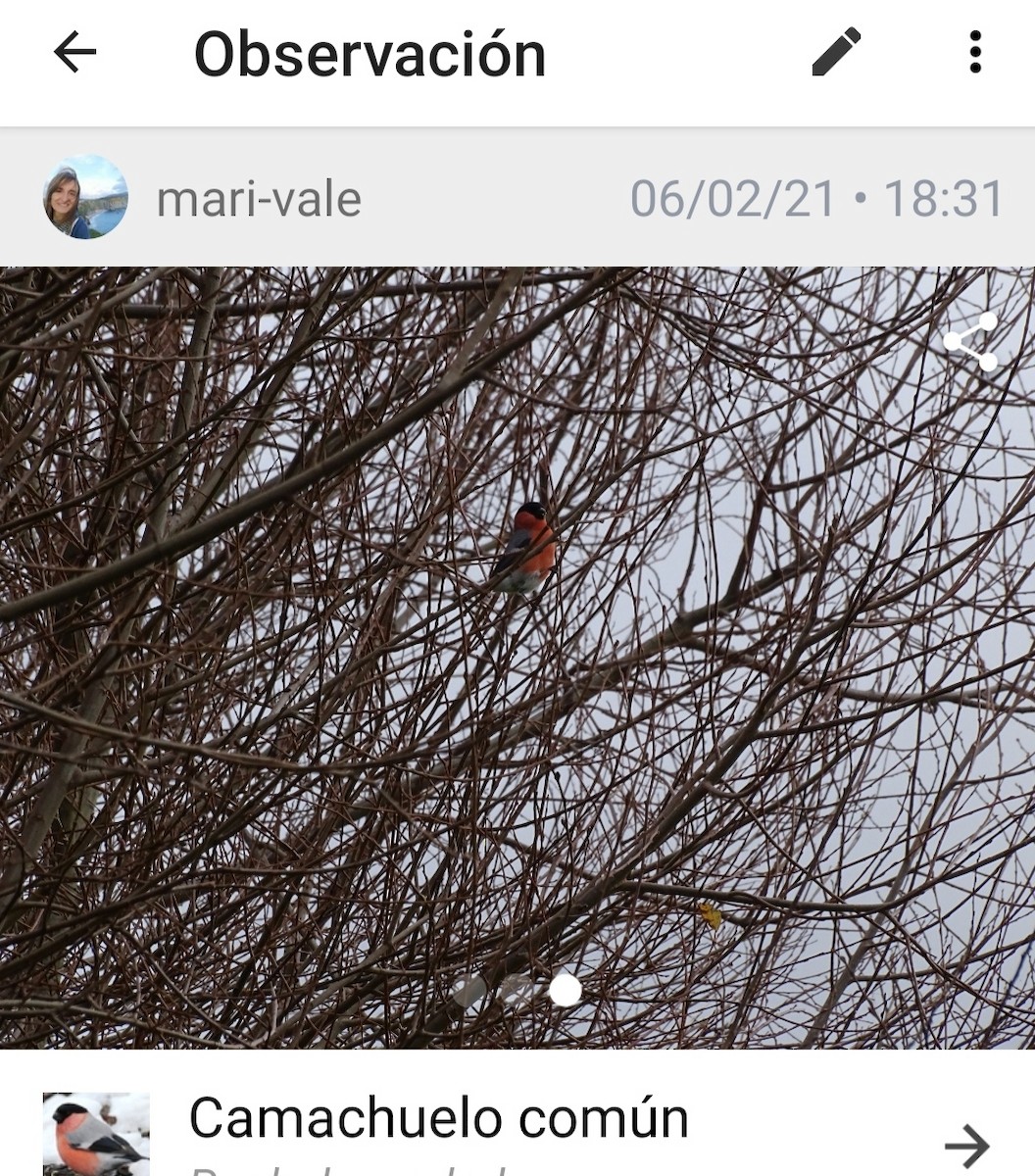 Gimpel - ML646854854