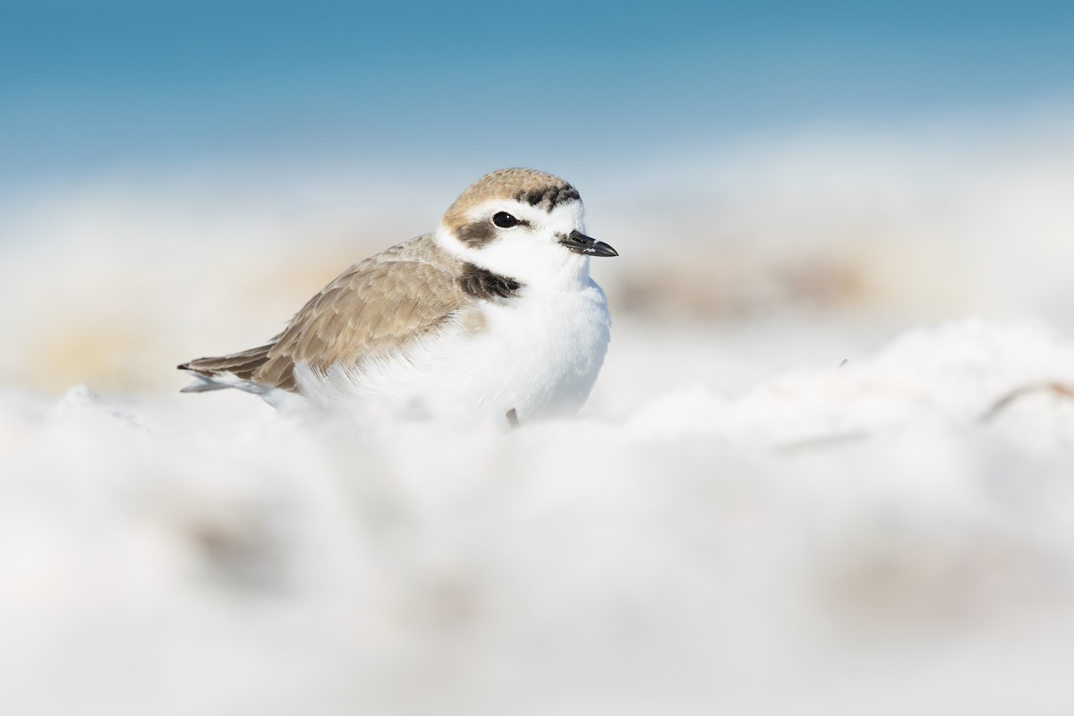 Snowy Plover - ML646854869