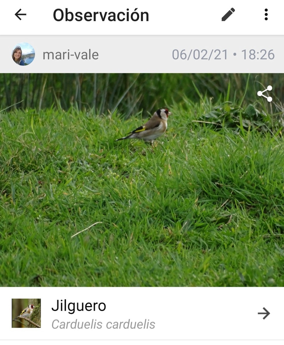 Cardellino - ML646854871