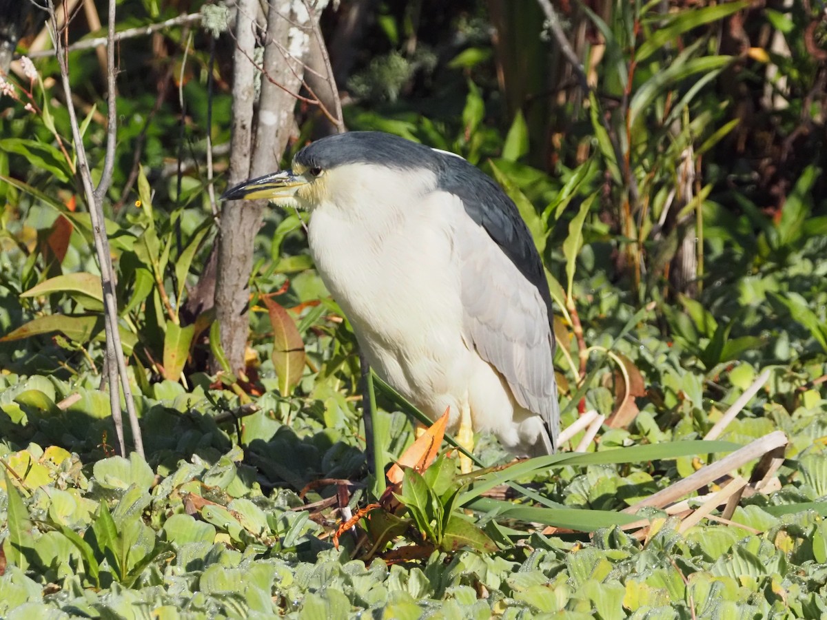 Black-crowned Night Heron - ML646854873