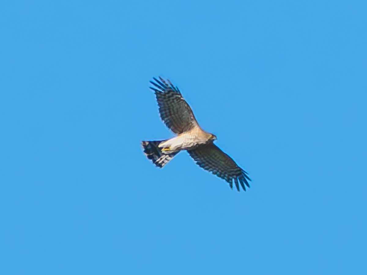 Cooper's Hawk - ML646854883