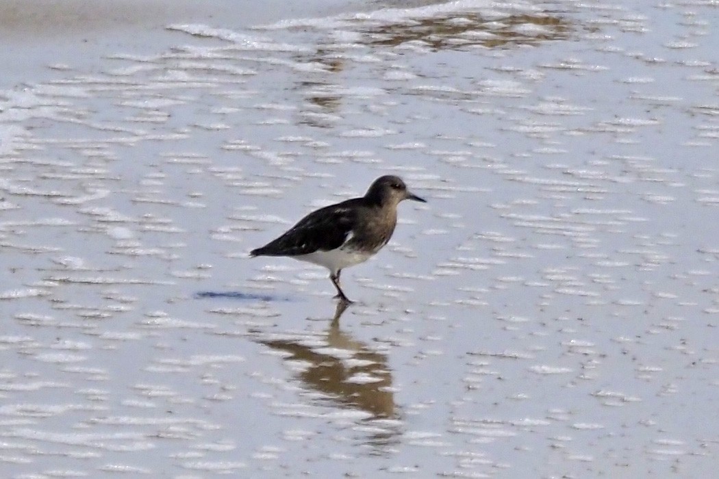 Harri-iraulari iluna - ML646854884