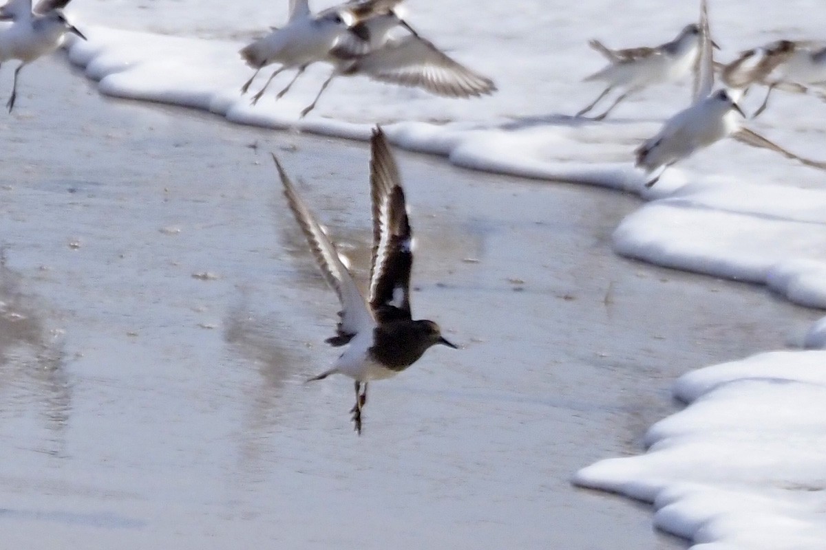 Harri-iraulari iluna - ML646854891