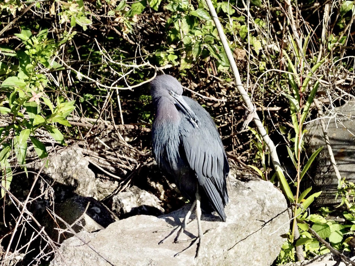 Little Blue Heron - ML646854898