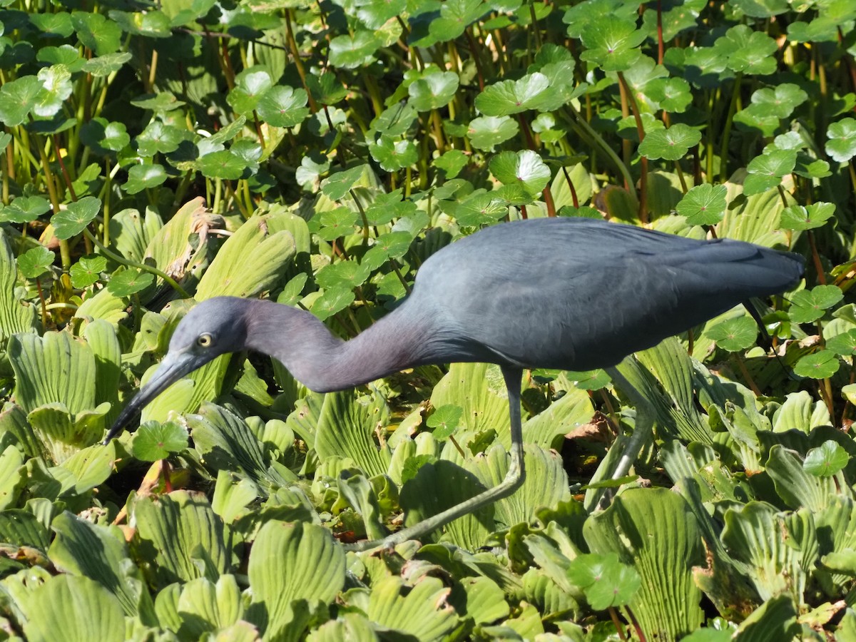 Little Blue Heron - ML646854899