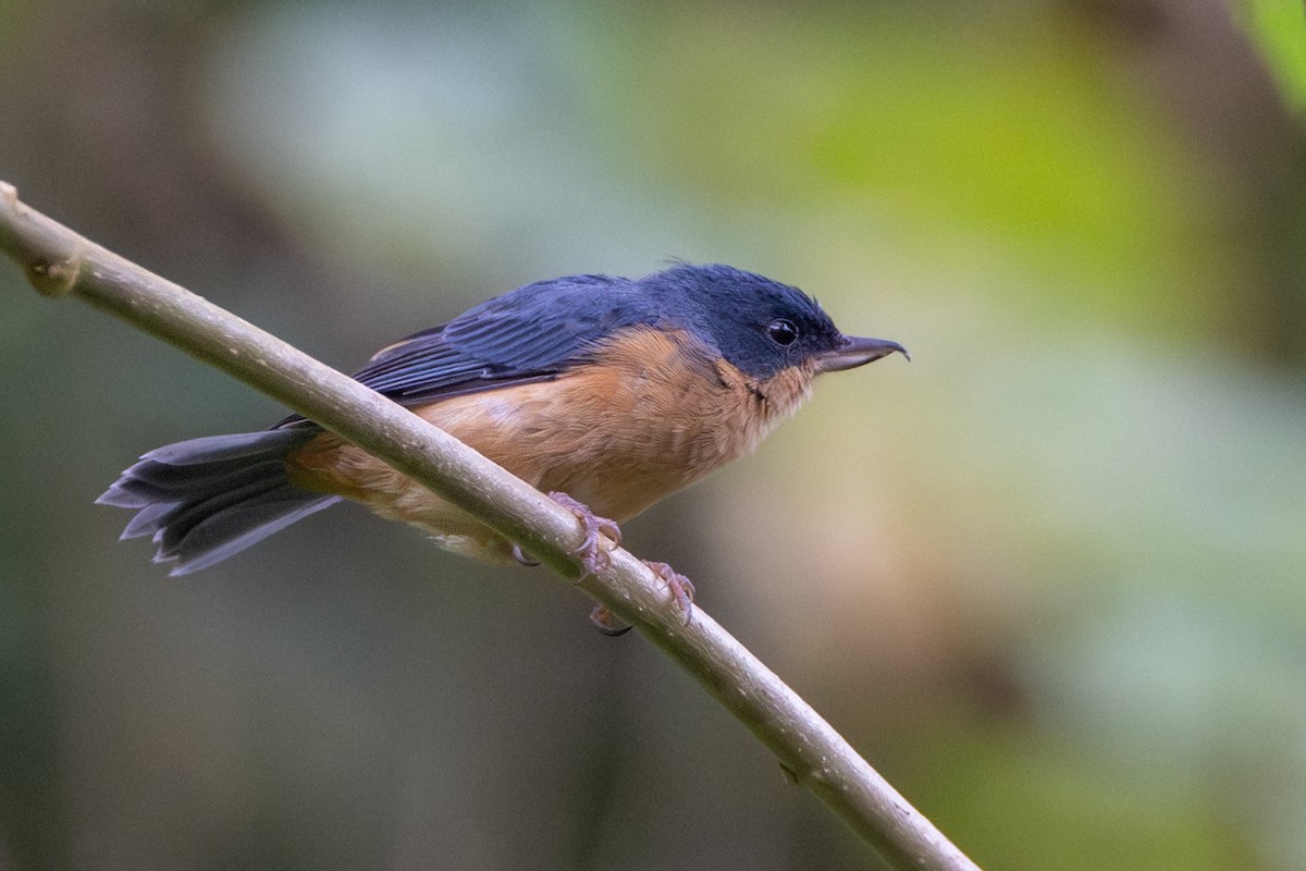 Rusty Flowerpiercer - ML646854900