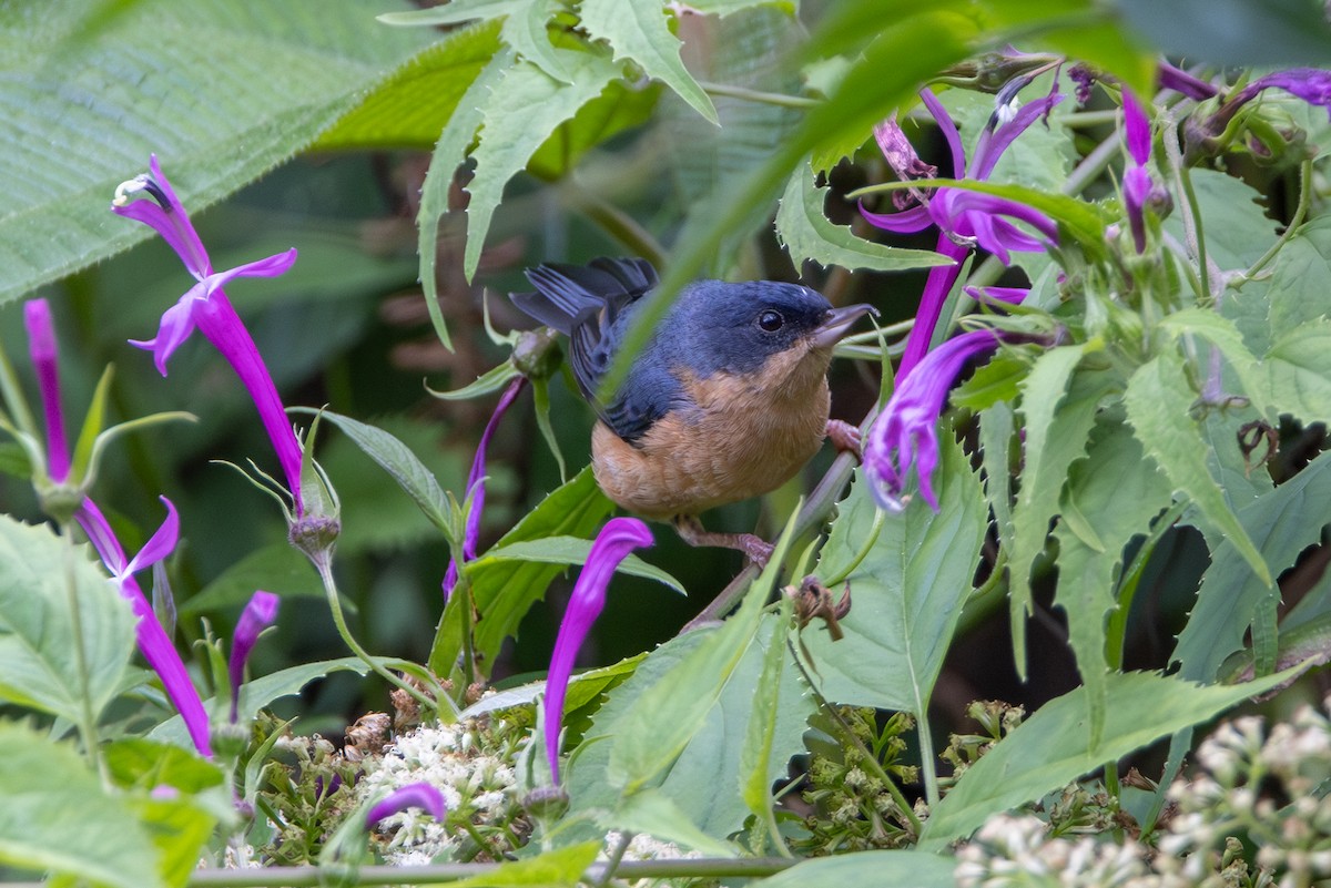 Rusty Flowerpiercer - ML646854901