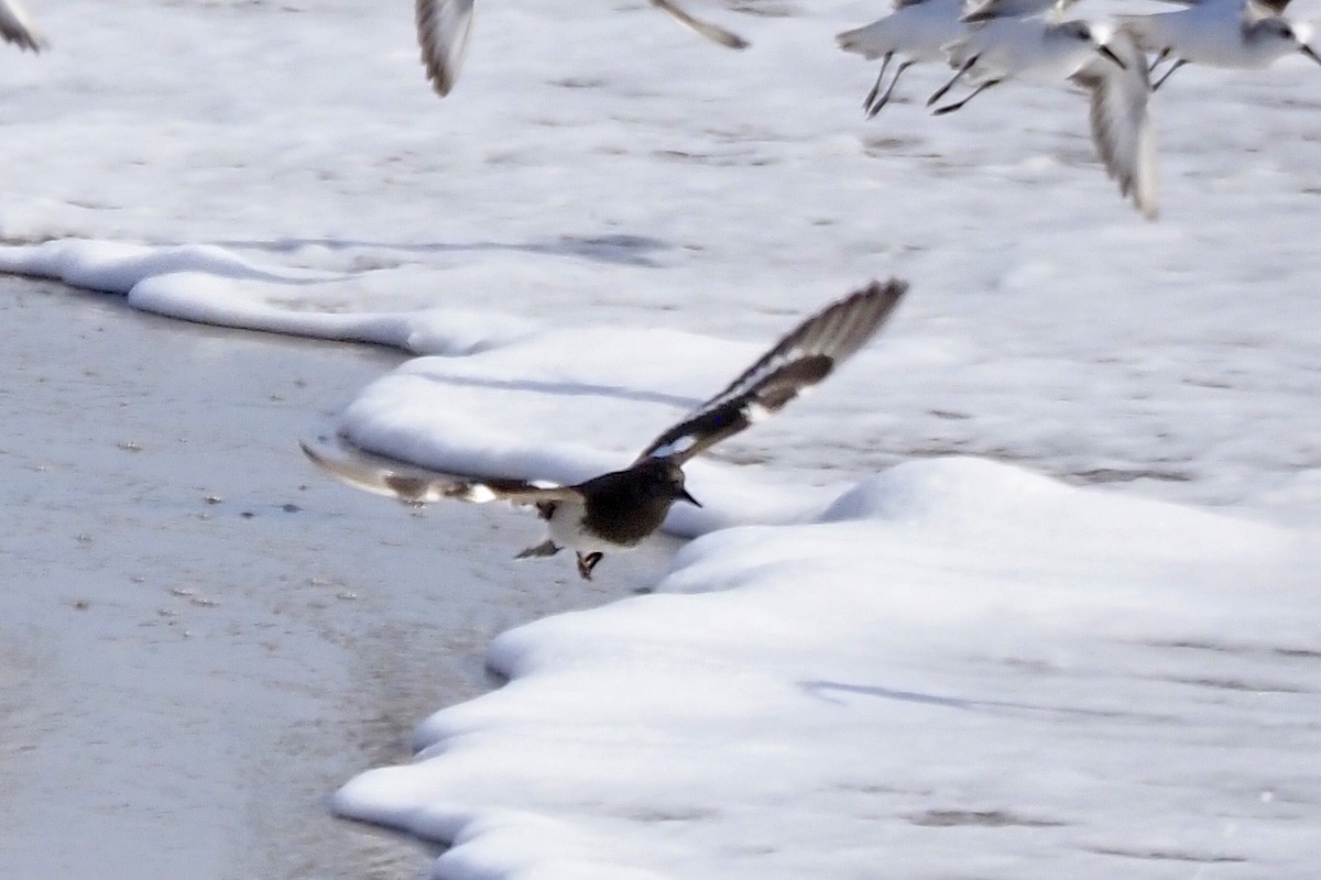 Harri-iraulari iluna - ML646854903