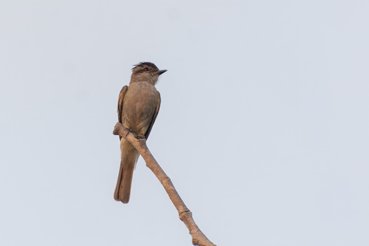 Siyah Taçlı Tiran - ML646854924