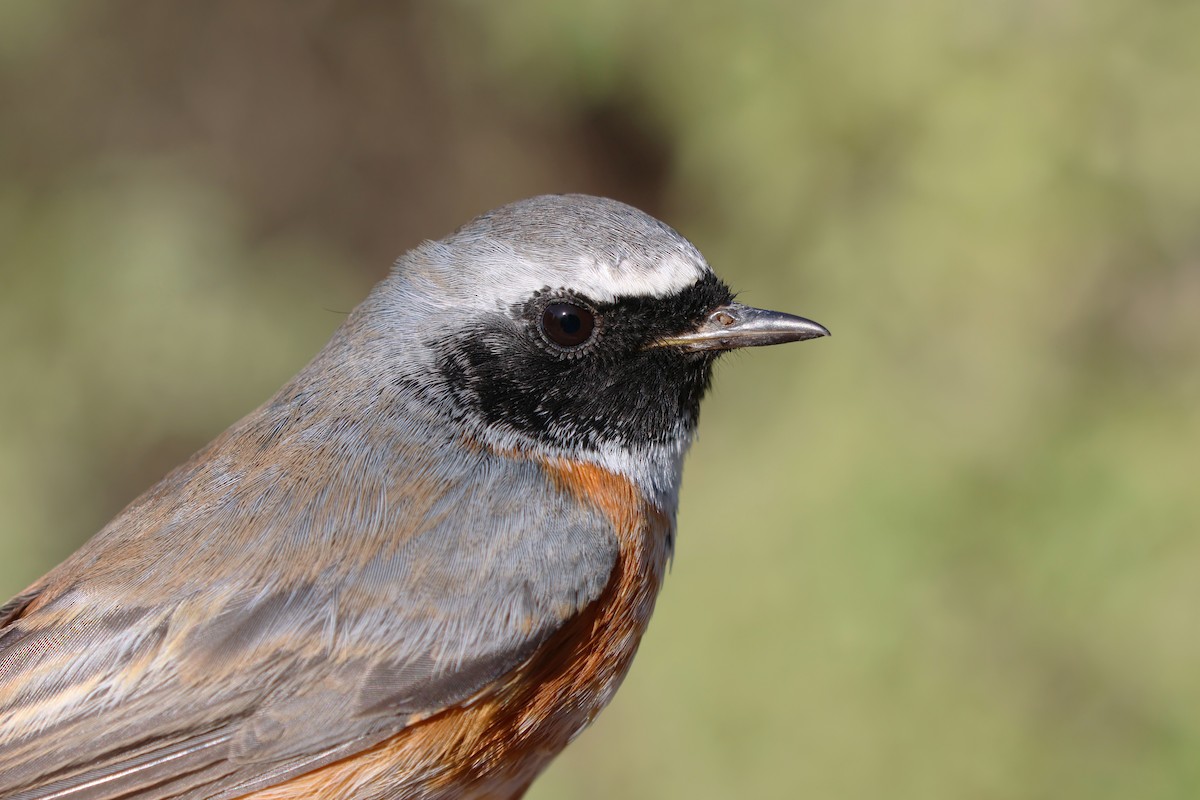 Rougequeue à front blanc - ML646854929
