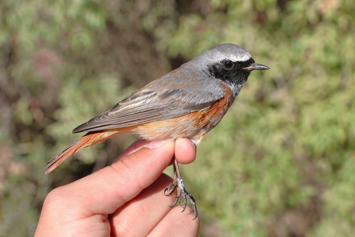 Rougequeue à front blanc - ML646854930