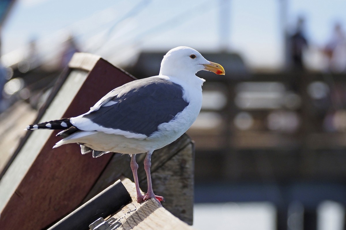 Western Gull - ML646854931