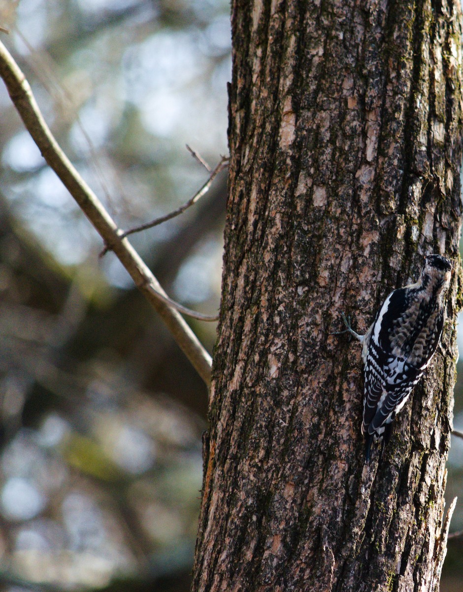 Yellow-bellied Sapsucker - ML646854935