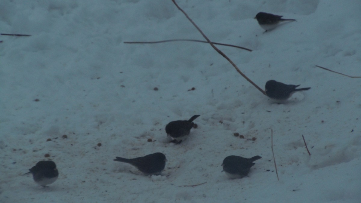 Dark-eyed Junco - ML646854940