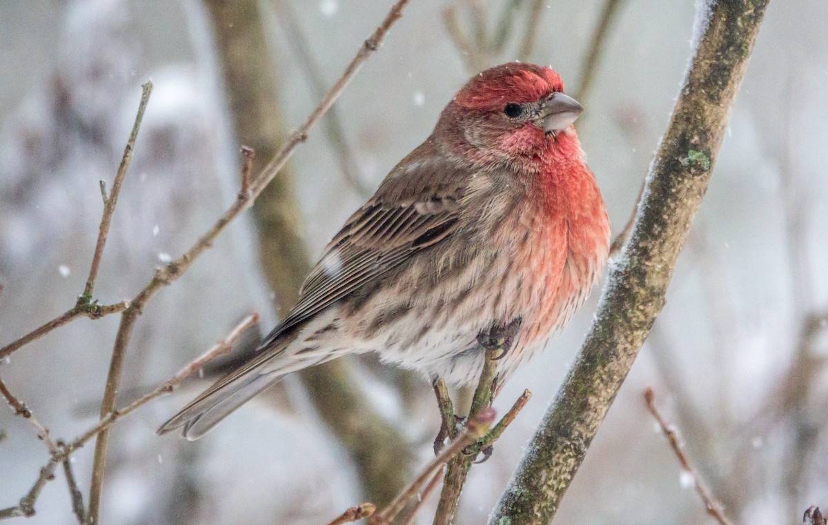 Camachuelo Mexicano - ML646854941
